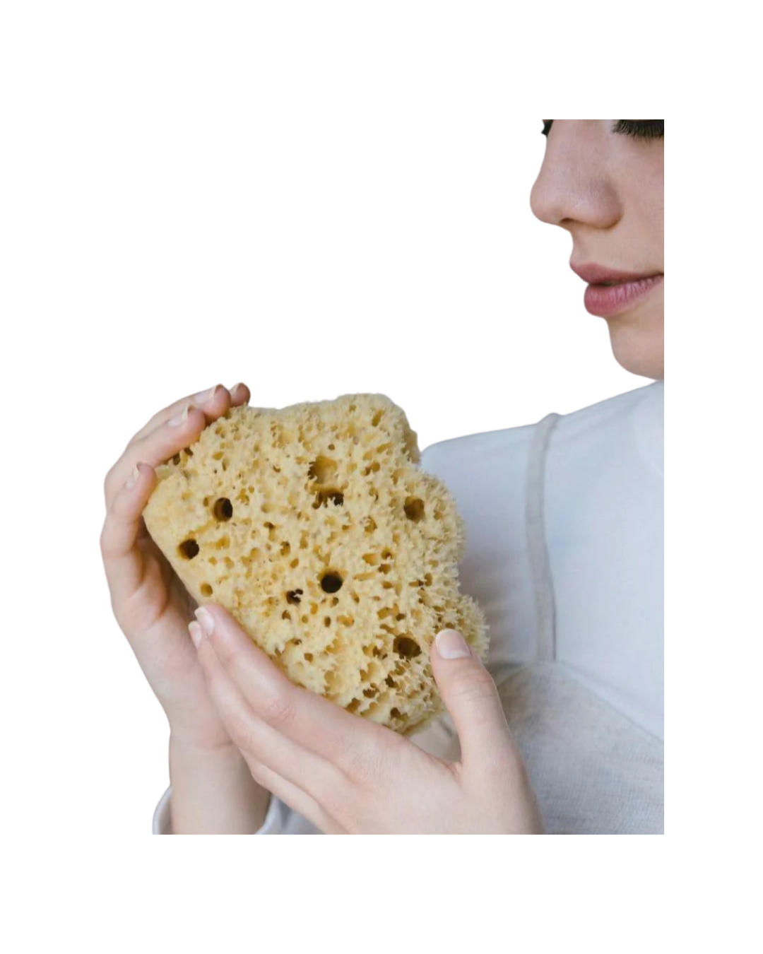 Sponges