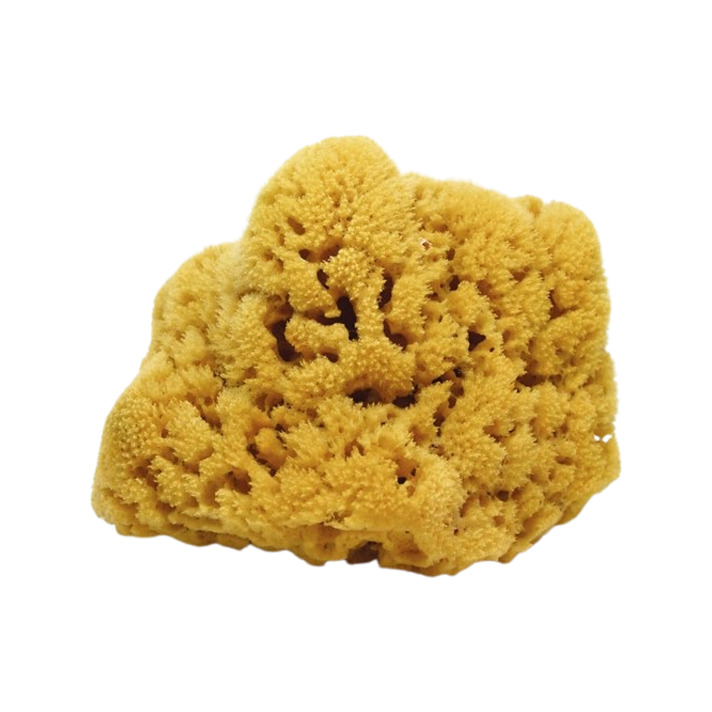 Key West Sponge Market Natural Sea Sponge