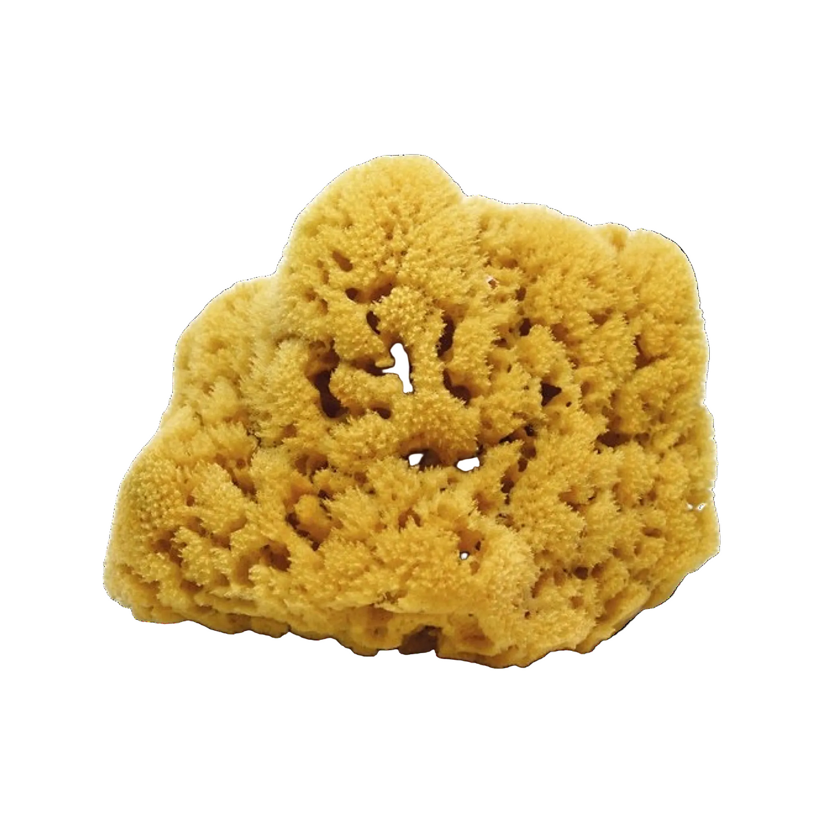 Key West Sponge Market Natural Sea Sponge