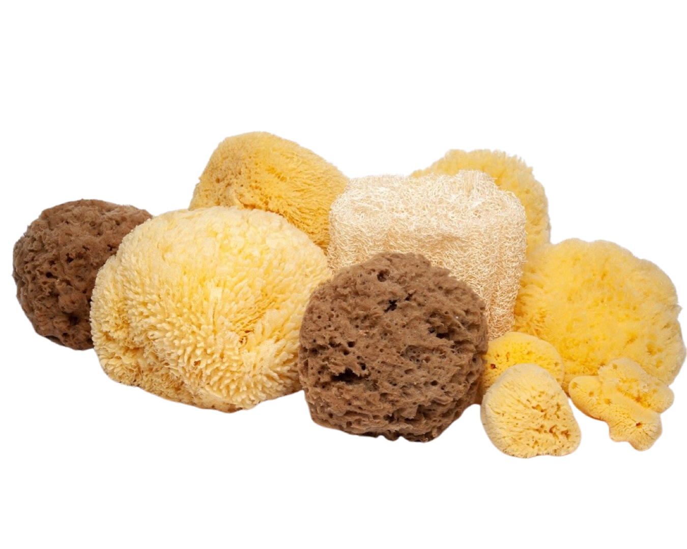 Key West Sponge Market Natural Sea Sponge