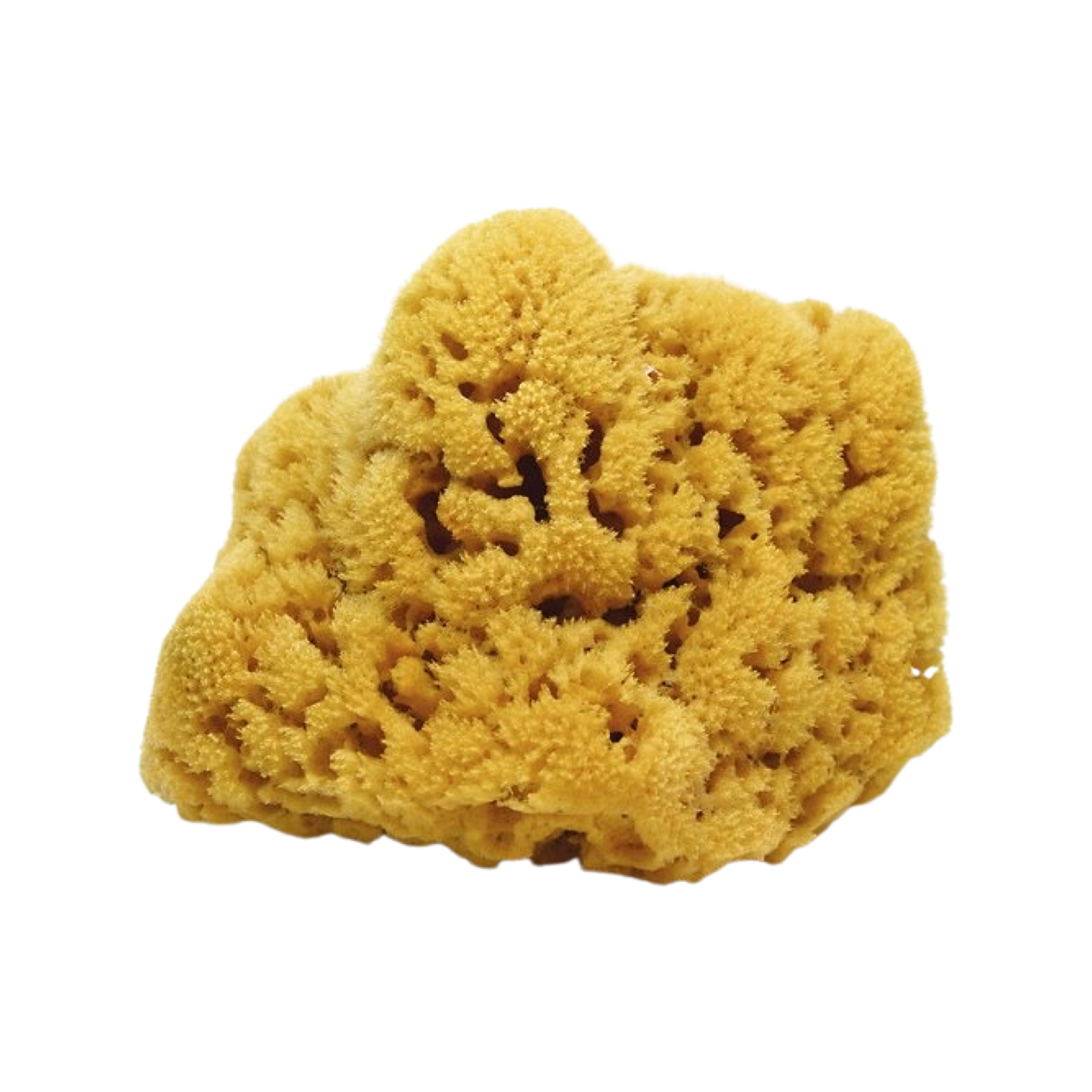 Natural Sea Sponge – Key West Sponge Market